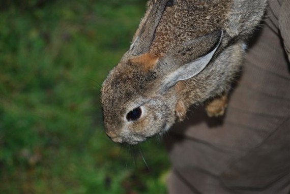 Contra la ley de caza de Castilla – La Mancha por la vía legal