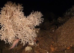 Nuevas evidencias de declive en el arrecife de coral del Caribe