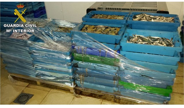 El SEPRONA interviene en la Vila Joiosa pescado fresco inmaduro