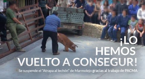 PACMA logra la suspensión del “Atrapa al lechón” de Marmolejo (Jaén)