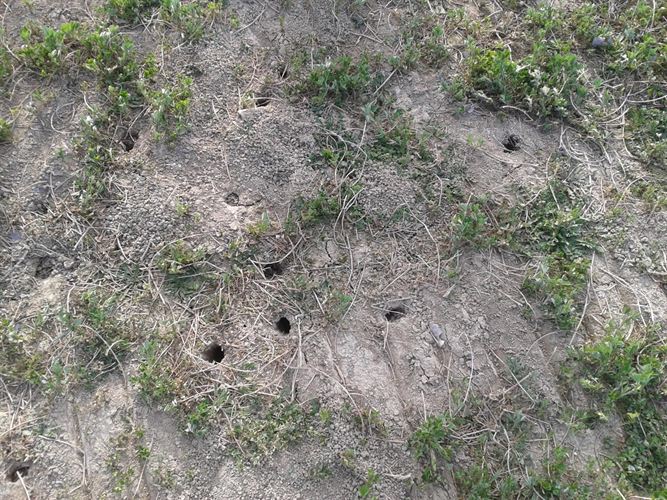 Ecologistas rechazan las quemas contra los topillos