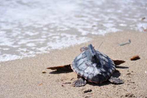 12 tortugas boba soltadas en la Playa de las Palmeras