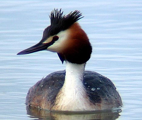 Cantabria es la zona de mayor riqueza de aves durante el invierno