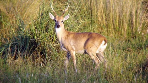 Argentina. Un hombre que cazó especies en vías de extinción en San Luis deberá pagar una multa