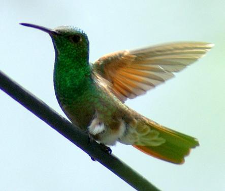 Colibrí esmeralda más cerca de la extinción