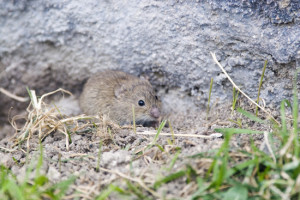 Advierten de la catástrofe ambiental que supondría esparcir 86 toneladas de rodenticidas en Castilla y León