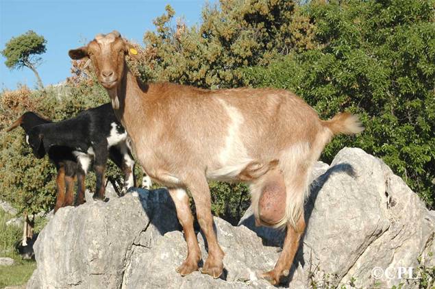Medio Ambiente autoriza el logo Raza autóctona a asociaciones de criadores de cabra Payoya y oveja Merina de Grazalema