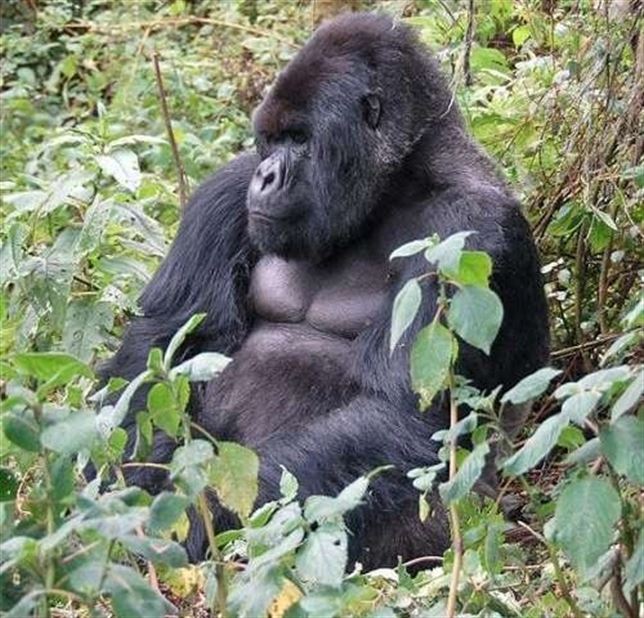 Los humanos y los gorilas comparten un linaje común