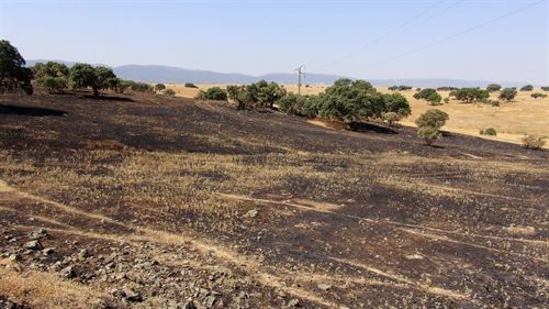 En el Valle de Alcudia una línea de alta tensión provoca varios incendios