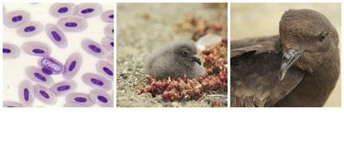 Describen una parásito sanguíneo que infecta a las aves marinas