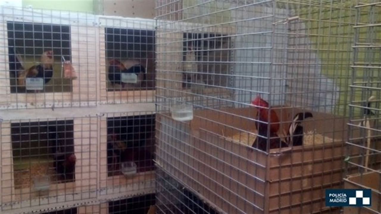 Vallecas ‘incautan’ dos docenas de gallos preparados para peleas ilegales