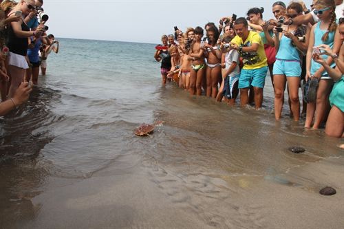 Islas Canarias. Más de un centenar de personas participan en una suelta de tortugas en la playa de Las Coloradas (Fuerteventura)