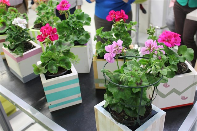 Miles de macetas en las ventanas de Zaragoza para mejorar la calidad del aire