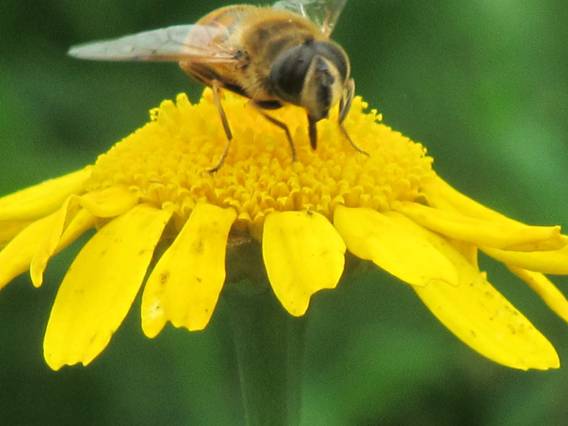 Proyecto ‘LIFE NATURA 2000. Connecting people with biodiversity
