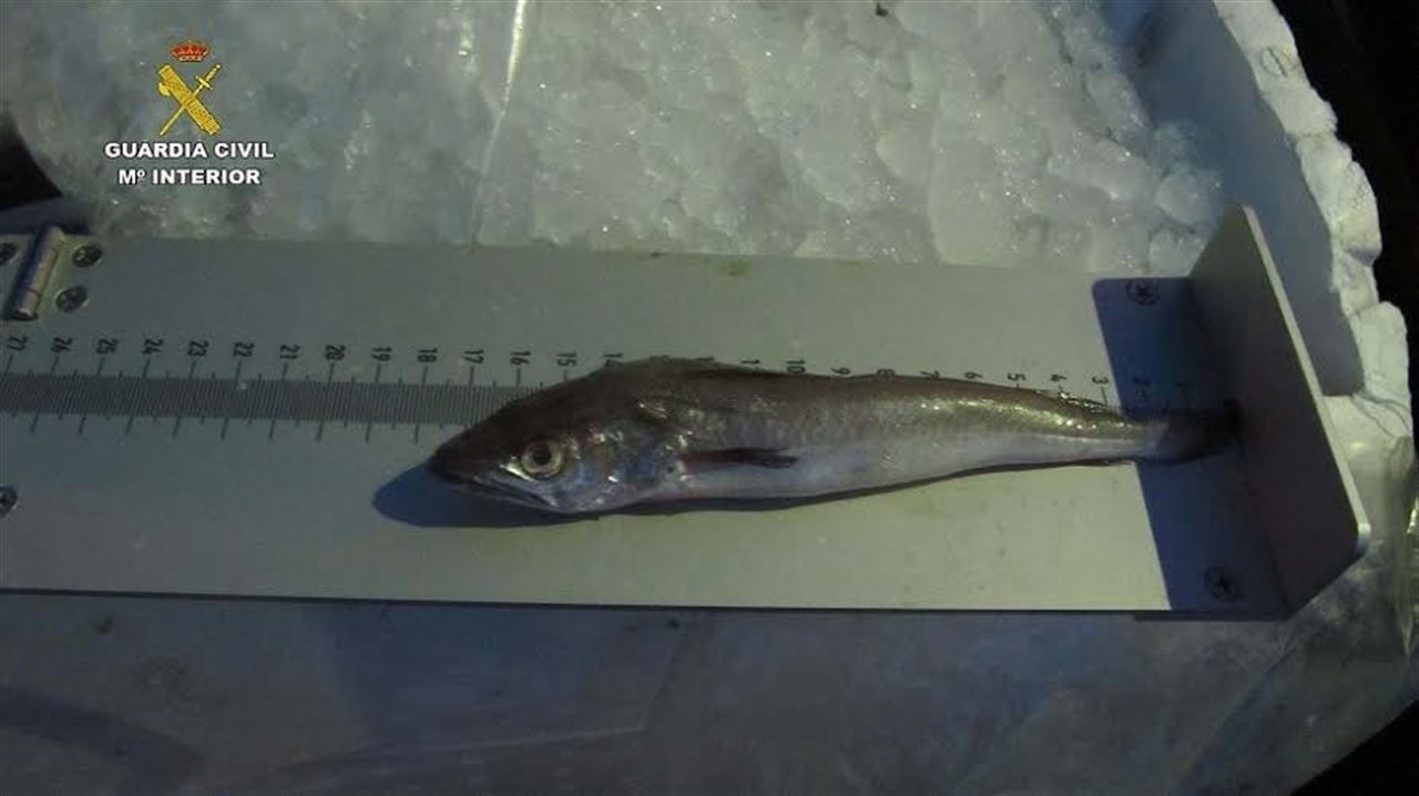 Incautan 300 kilos de merluza ‘ilegal’ en Ayamonte