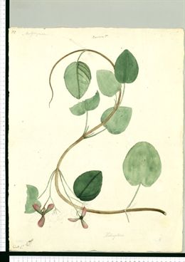 El Real Jardín Botánico pone a disposición del público más de 27.000 imágenes de su fondo científico