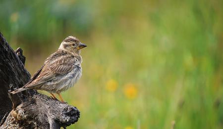 Catálogo canario de especies amenazadas