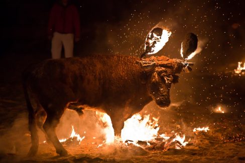 La ruta del Maltrato Animal
