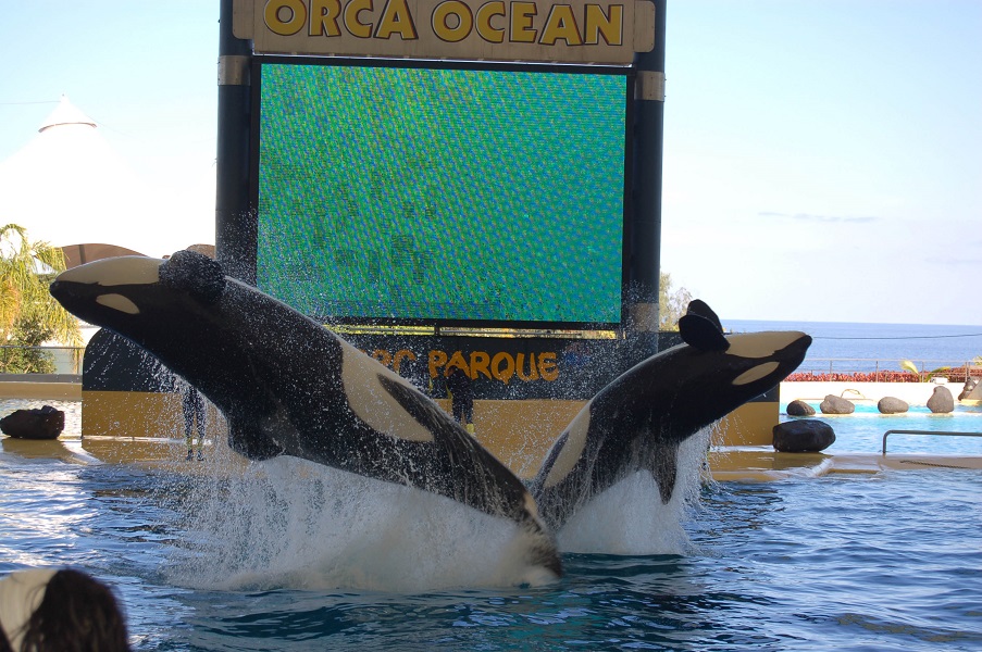 Proyecto Gran Simio pide a loro parque el cierre de su espectáculo con orcas y la paralización de su  programa de reproducción