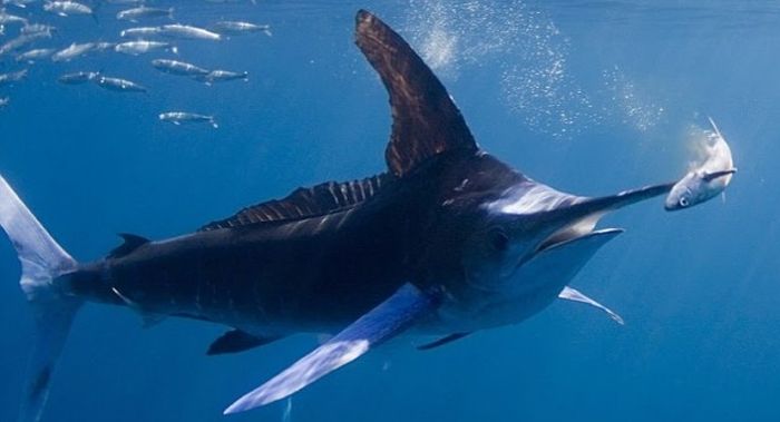 Europa ‘pasa’ de la sobrepesca del  pez espada