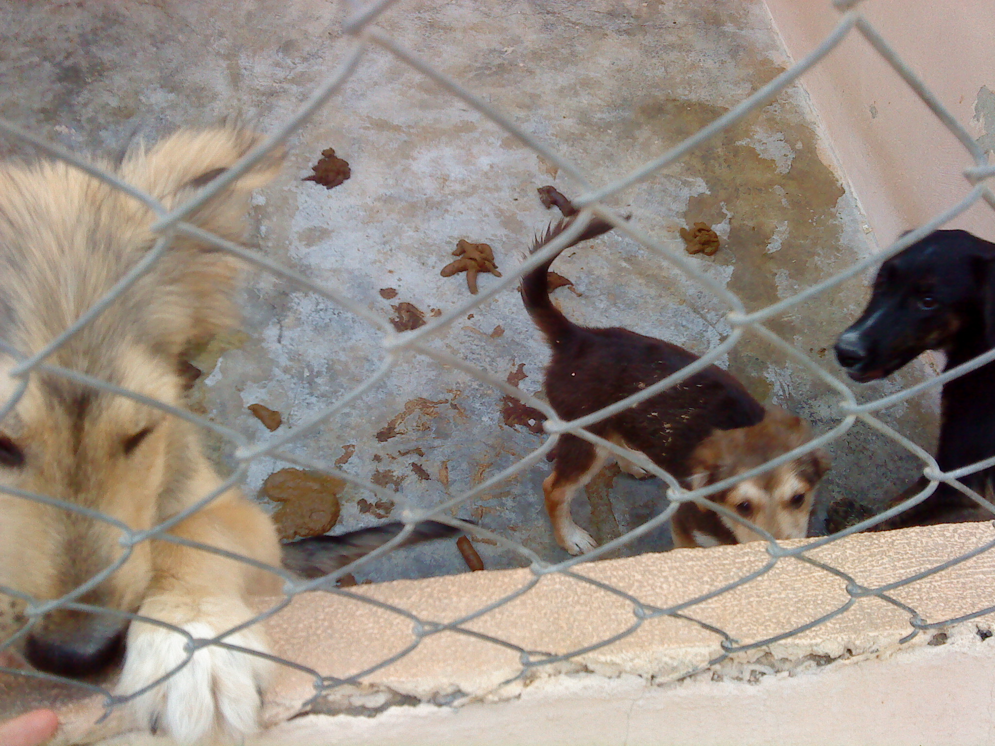 Los Verdes Eco-Pacifistas y animalistas denuncian las falsedades "antidemocráticas" del alcalde Lorenzo Agustí