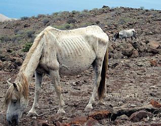 Por una Ley Estatal de Protección Animal