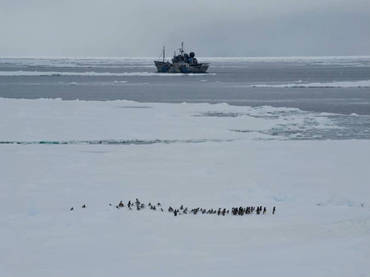 Ecologistas frenan caza de ballenas en Antártida
