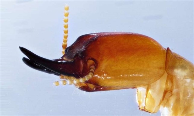 Nueva especie de termita