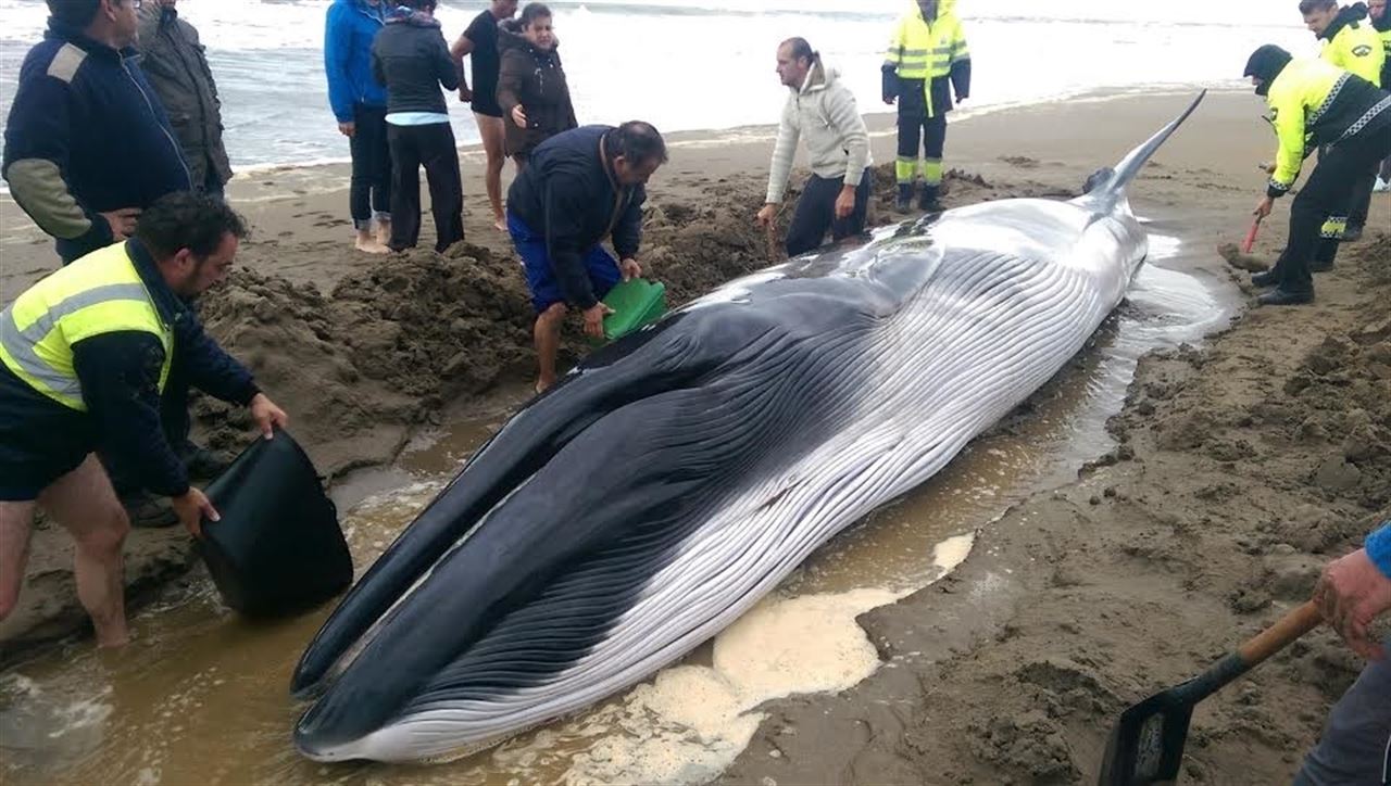 Muere la cría de ballena aparecida en una playa de Ayamonte al intentar devolverla al mar