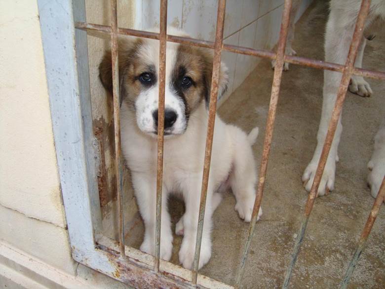 Comunidad de Madrid consigue la ‘Ley de Sacrificio Cero