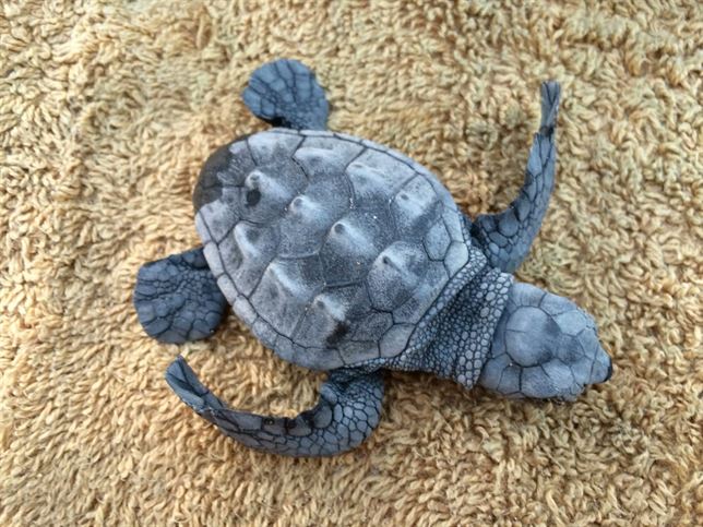 Localizan el nido de la tortuga boba que ha criado en la Platja Llarga de Tarragona