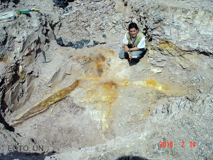 Descubren el fósil prehistórico de un depredador marino