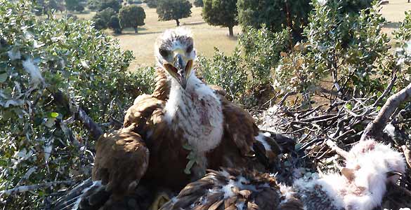 En Huelva paran unas obras ilegales por la afección a un nido de Águila Imperial