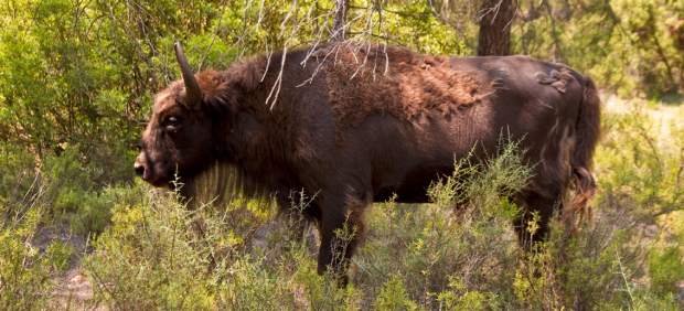 Investigan a un responsable de la reserva de bisontes donde aparecieron ejemplares decapitados