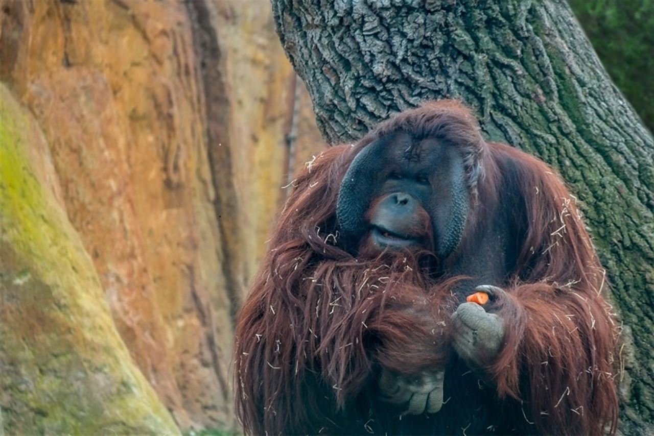 Orangutan Caring Week 2015