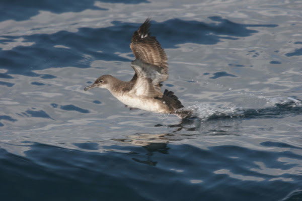 La pardela balear camino hacia la extinción