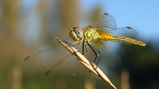 Estudian la fauna y flora del entorno de centrales térmicas