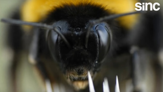 Las abejas aprenden a usar herramientas por observación