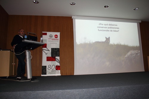 El lobo causa menos del 1% de las muertes de ganado en España