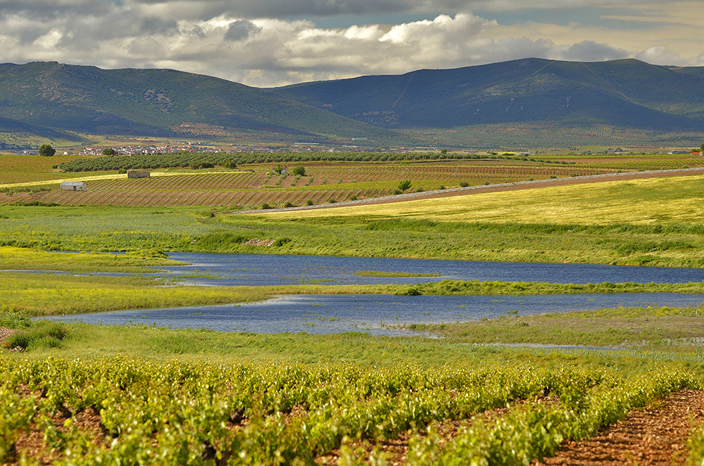 Parque Nacional de Daimiel hacia el Guadiana