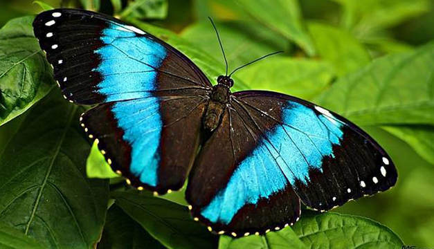 Las mariposas del Mediterráneo en claro ‘retroceso’