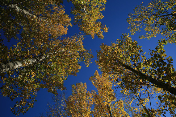 Las ‘enormes’ ventajas de los parques bien diseñados