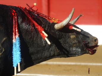 La Fundación del Toro de Lidia entra a ‘matar’