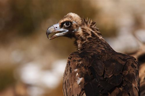 Cataluña autoriza la alimentación de aves carroñeras en cien ayuntamientos