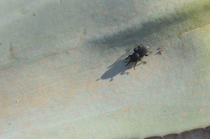 El picudo negro devora las plantas de agave del Paisaje protegido de la desembocadura del río Mijares