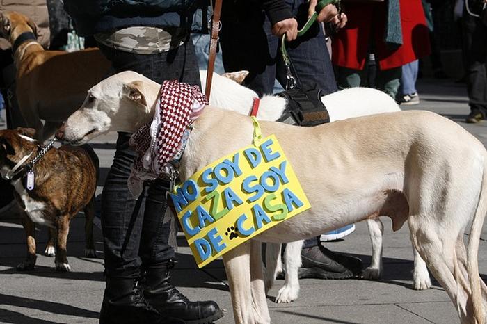 Abandono de galgos