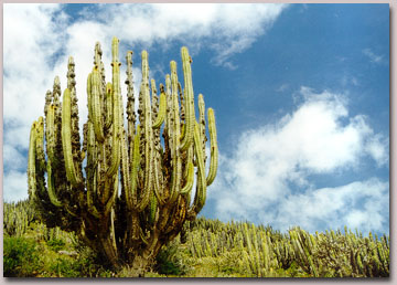 Ganado asilvestrado amenaza a los famosos cactus columnares de Suramérica