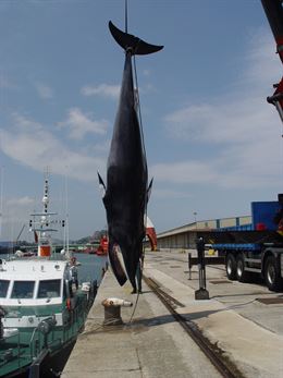 Aparece un ballenato muerto en aguas entre Mogro y Suances