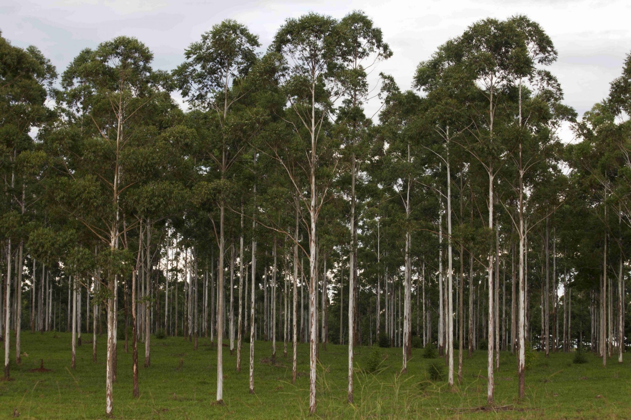El sector forestal define estrategias conjuntas para conservar la biodiversidad