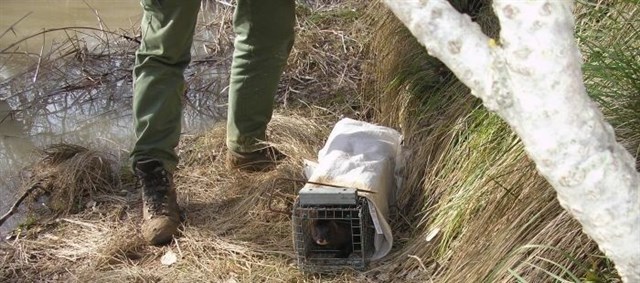 Los resultados de la liberación de visones europeos en el río Aragón muestran las dificultades de su asentamiento